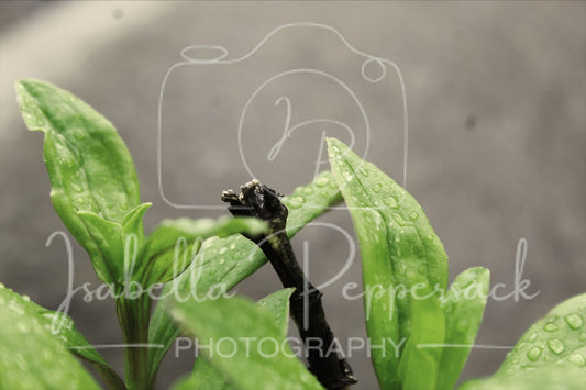 Soapwort
