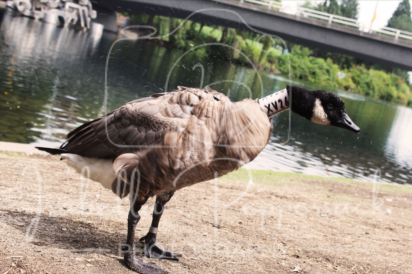 Clean Goose
