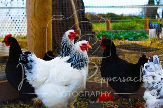 Chicken Life