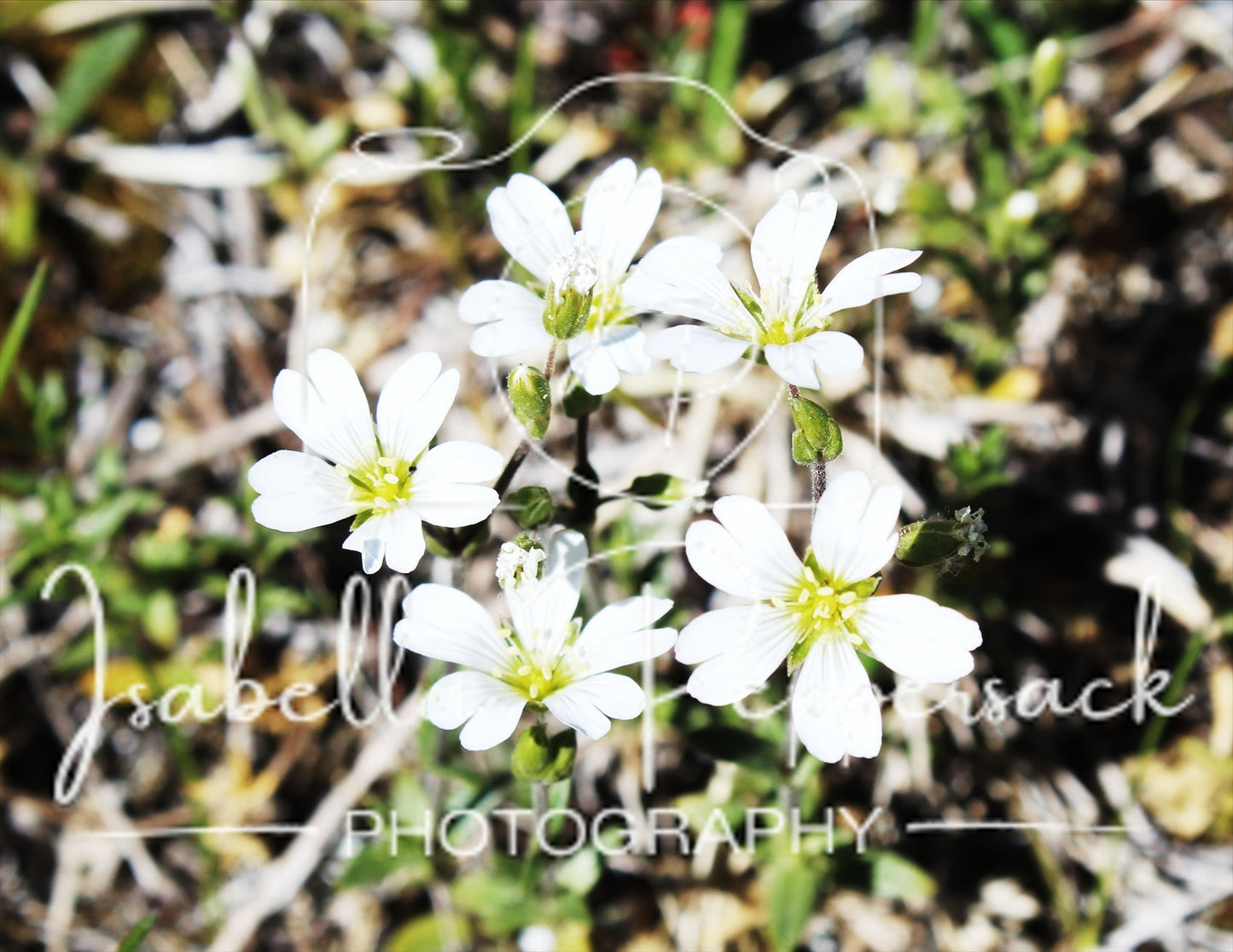 Cerastium Fontanum