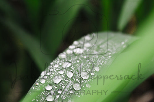 Raindrops