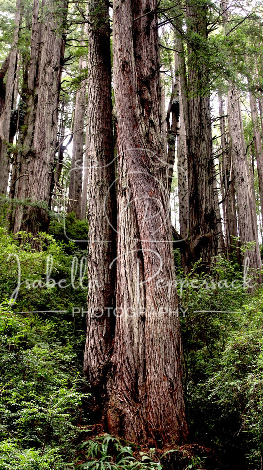 Trees of Mystery