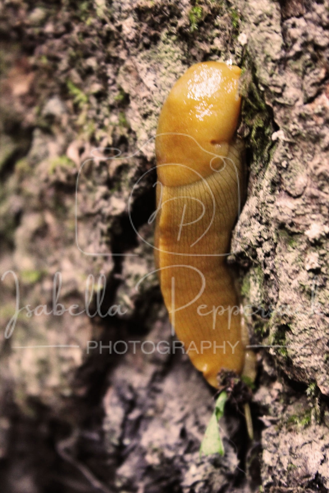 Slug
