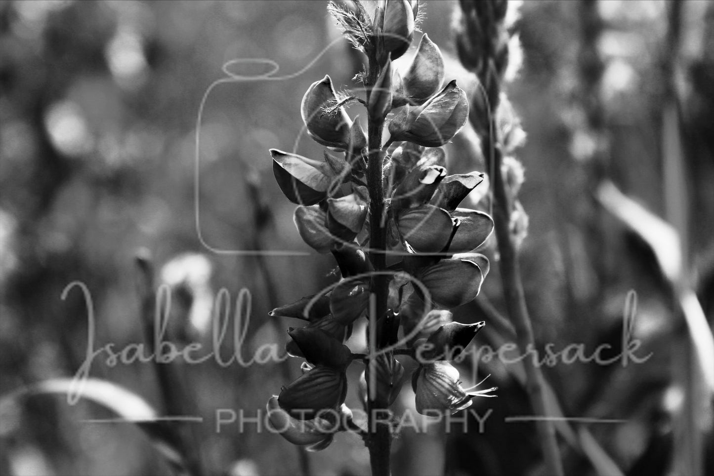 Fading Elegance