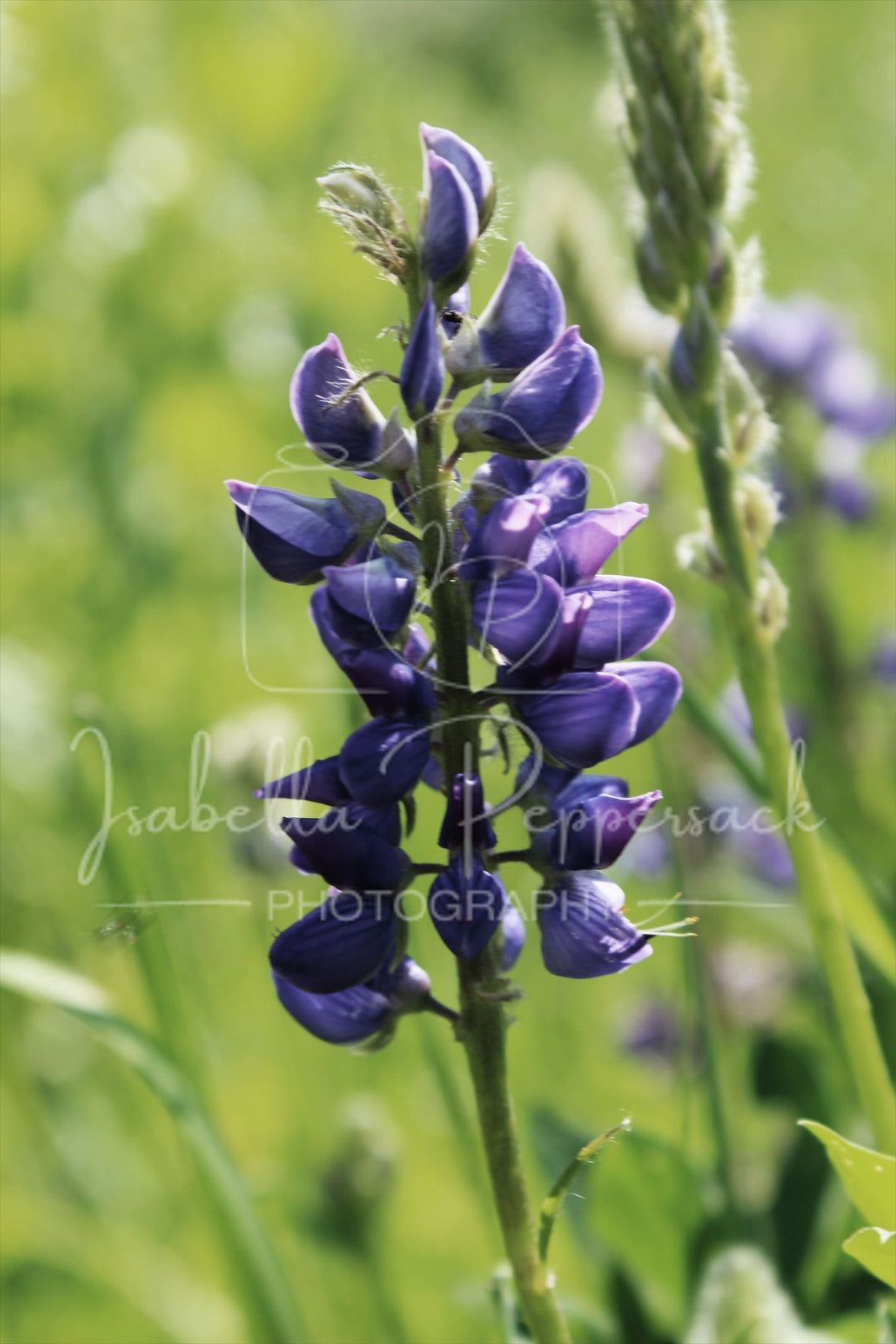 Lupin