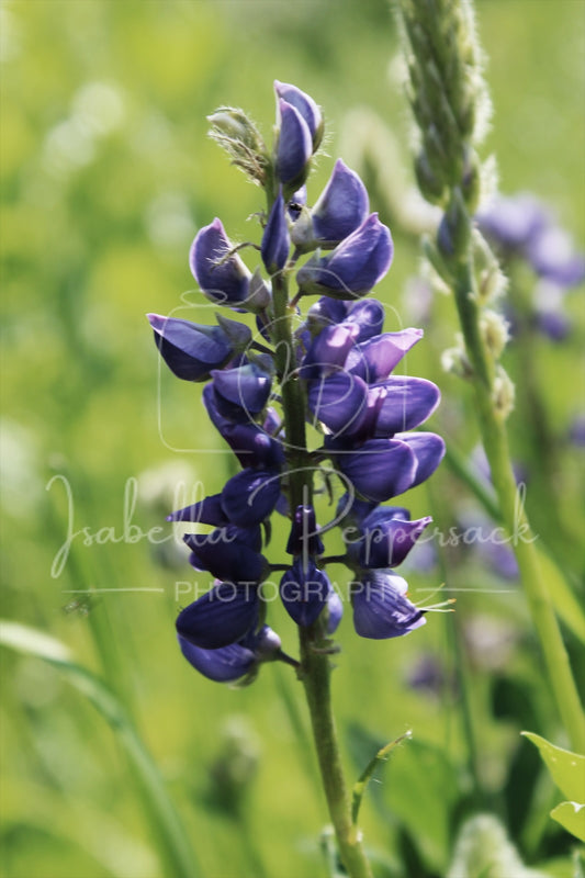 Lupin