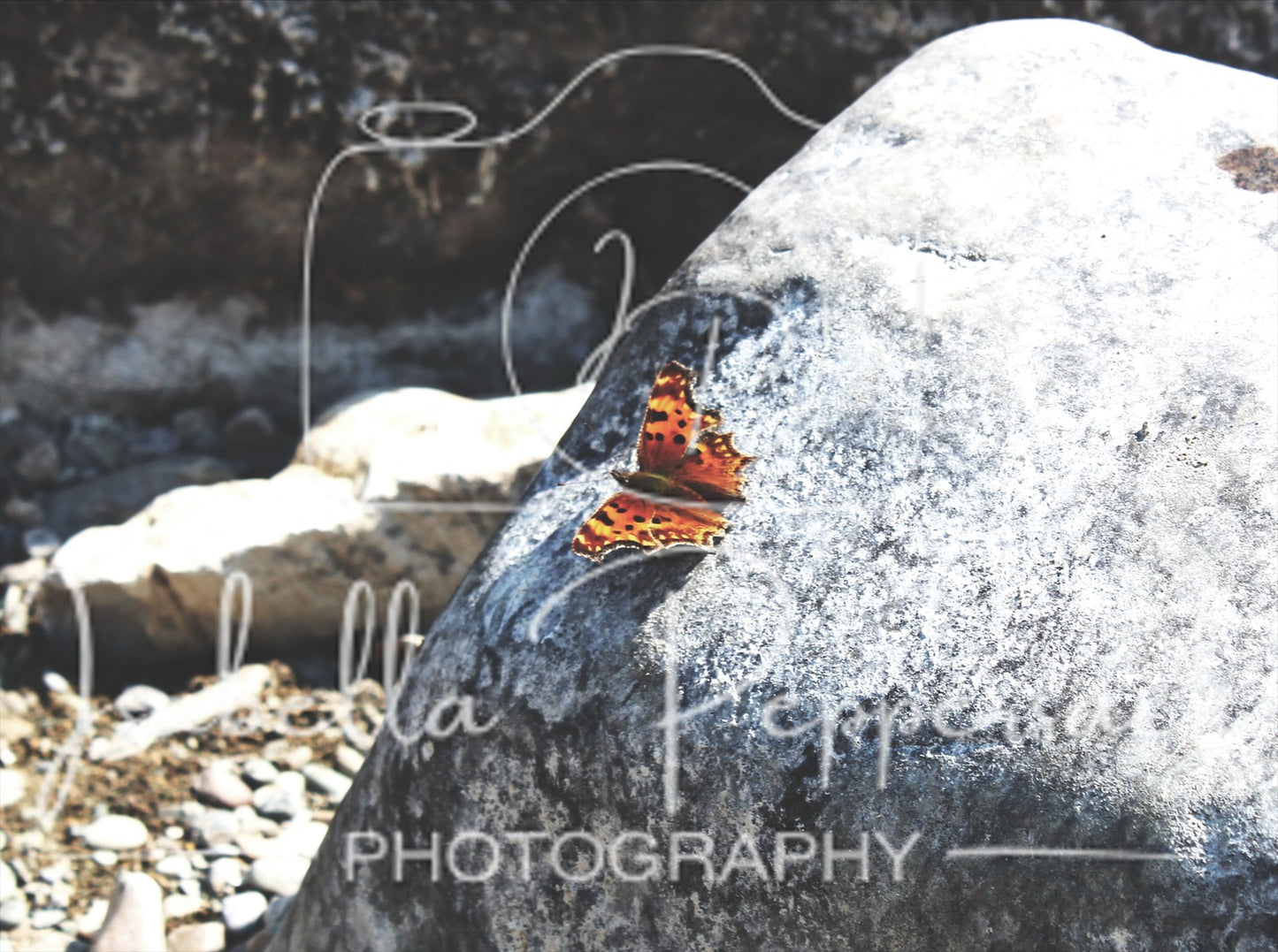 Eastern Comma Butterfly