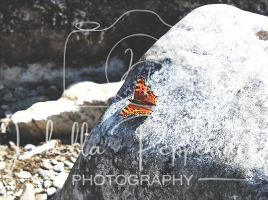 Eastern Comma Butterfly
