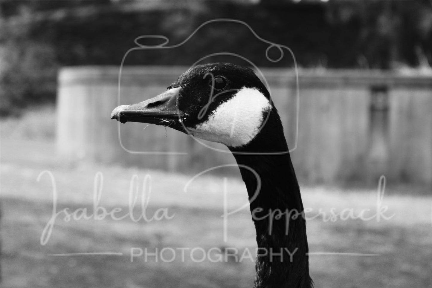 The Eye of Goose