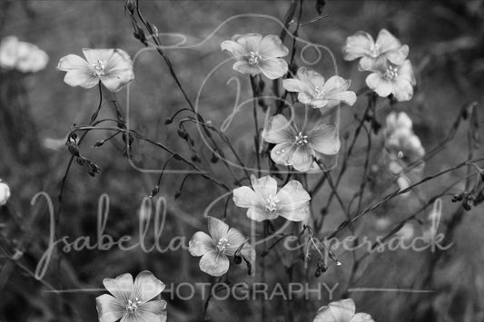 Linum Perenne