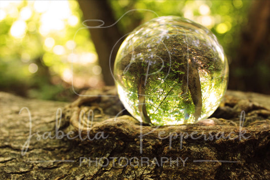 Reflections of Nature