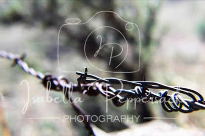 Barbed Fence