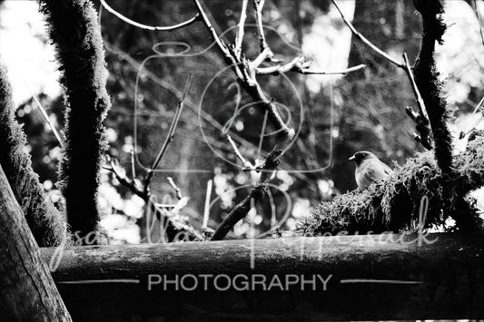 Hidden Bird
