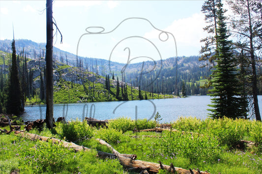 Serene Wilderness