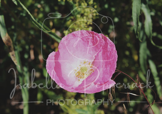 Opium Poppy