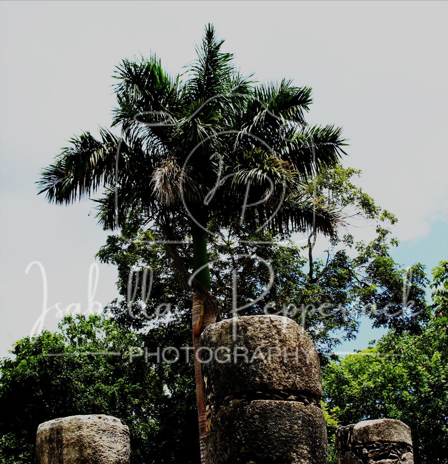 Cancun Palm Tree