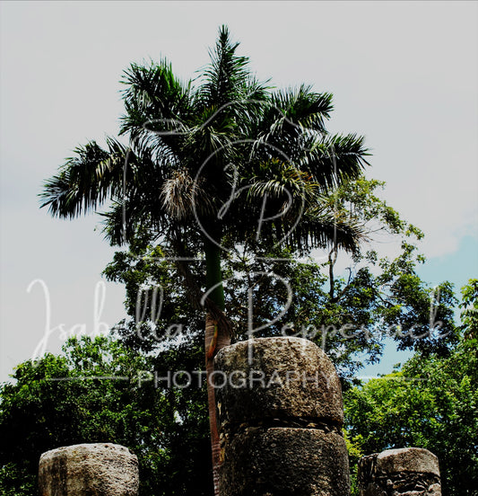 Cancun Palm Tree