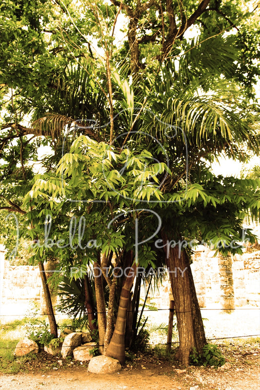 Cancun Palmetto Tree