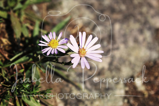 Smooth Blue Aster