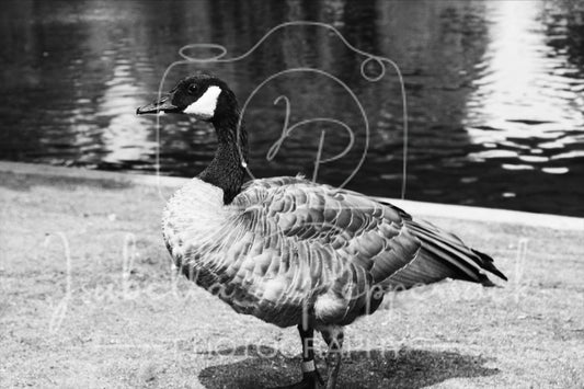 Goose