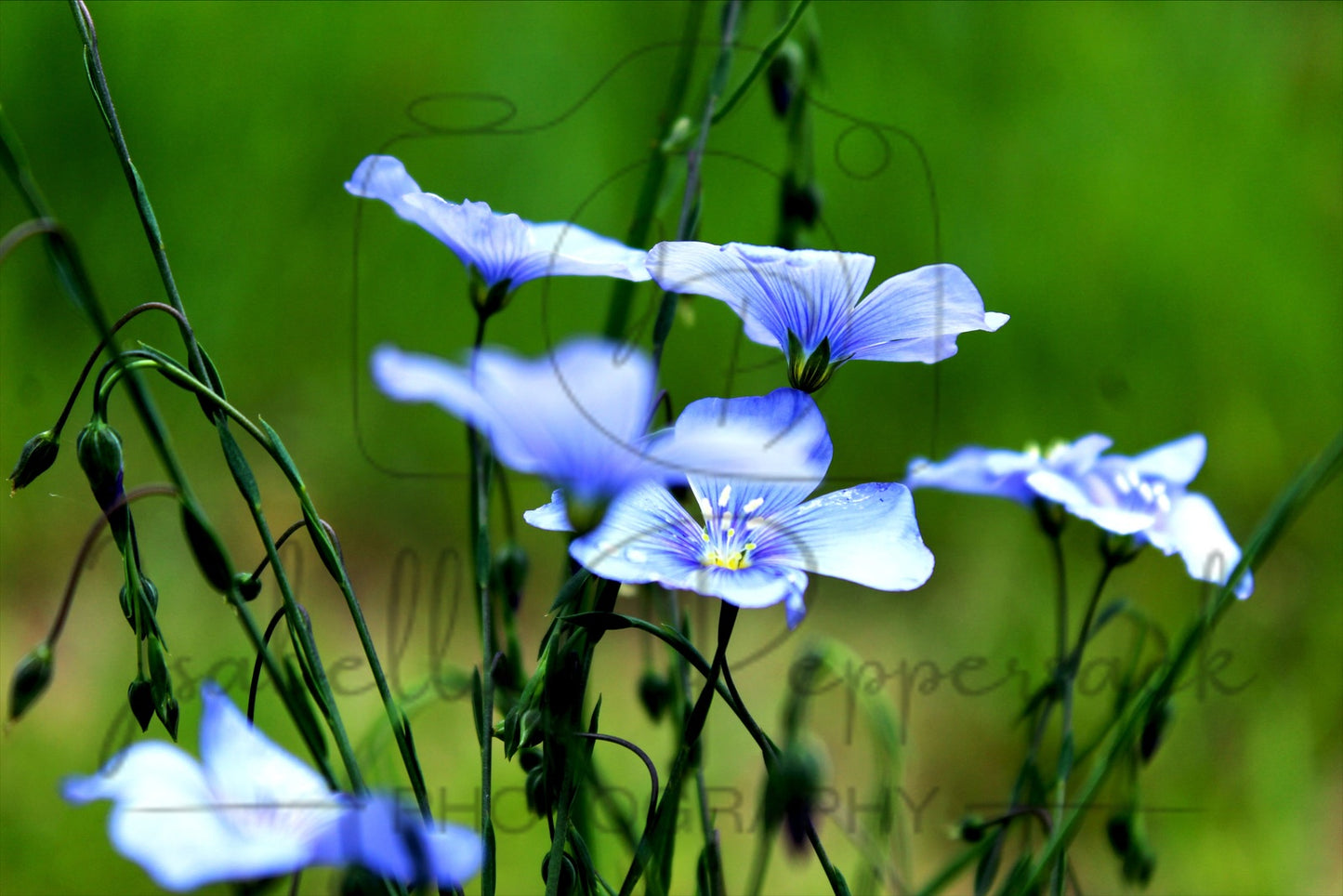 The Lovely Blue