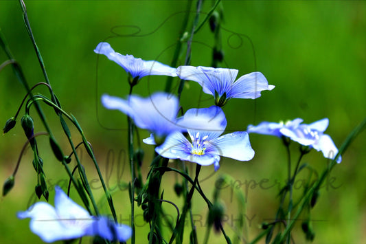 The Lovely Blue