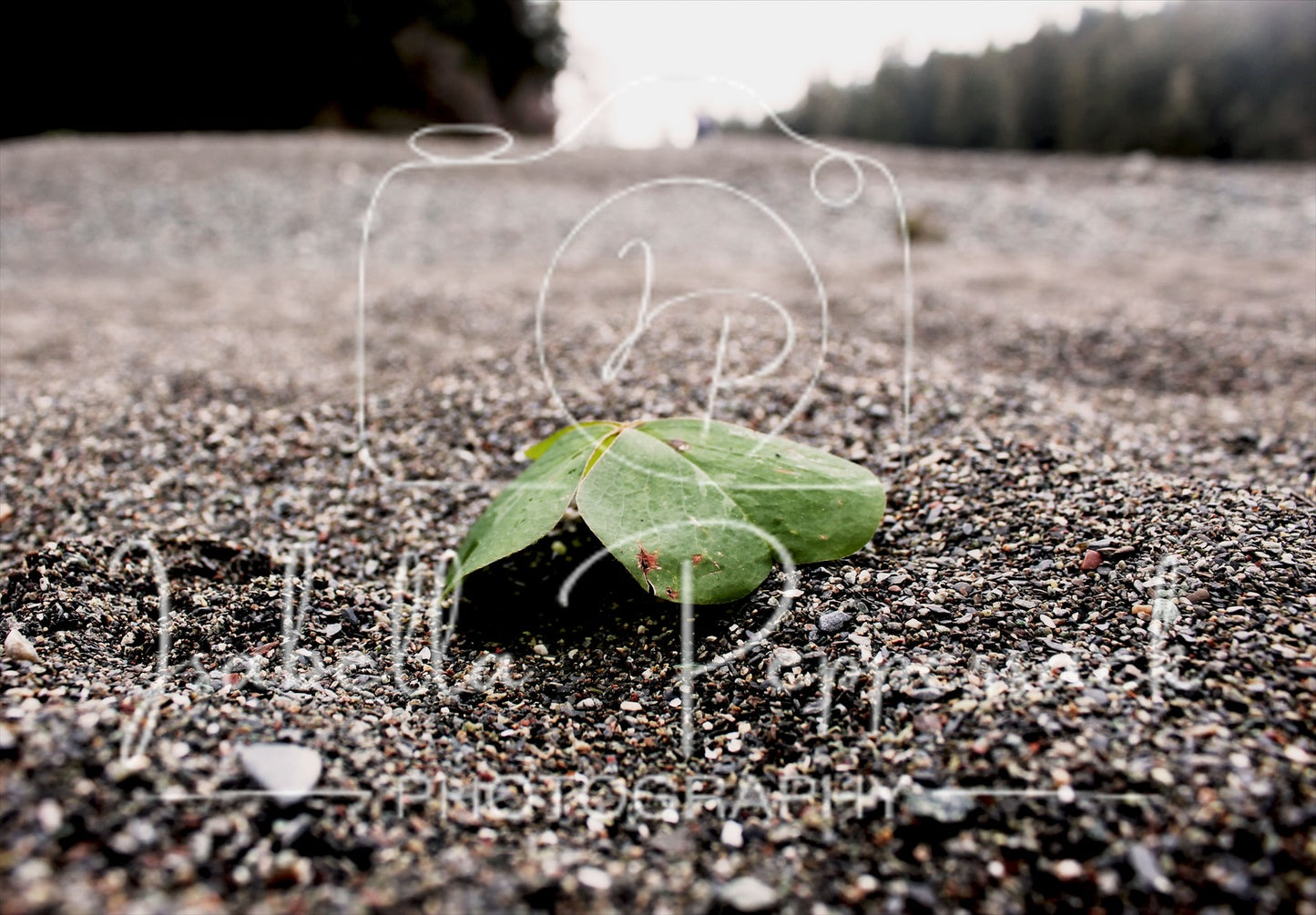 The Sad Clover