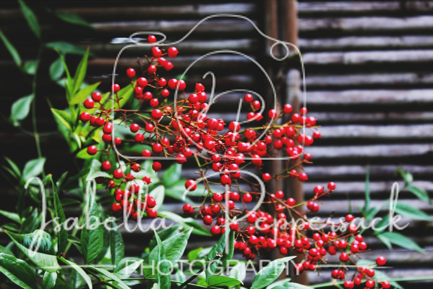 Red Red Berries