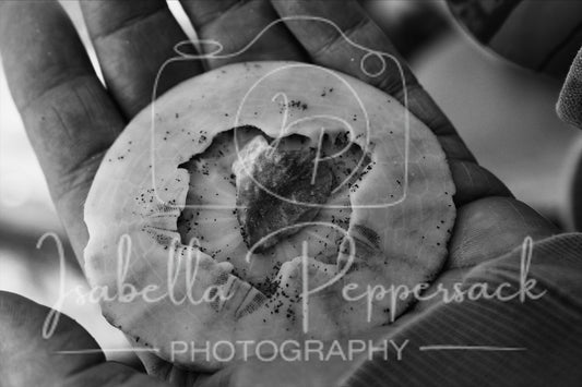 Sanddollar