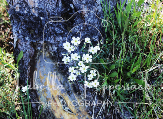 Mouse-ear Chickweed