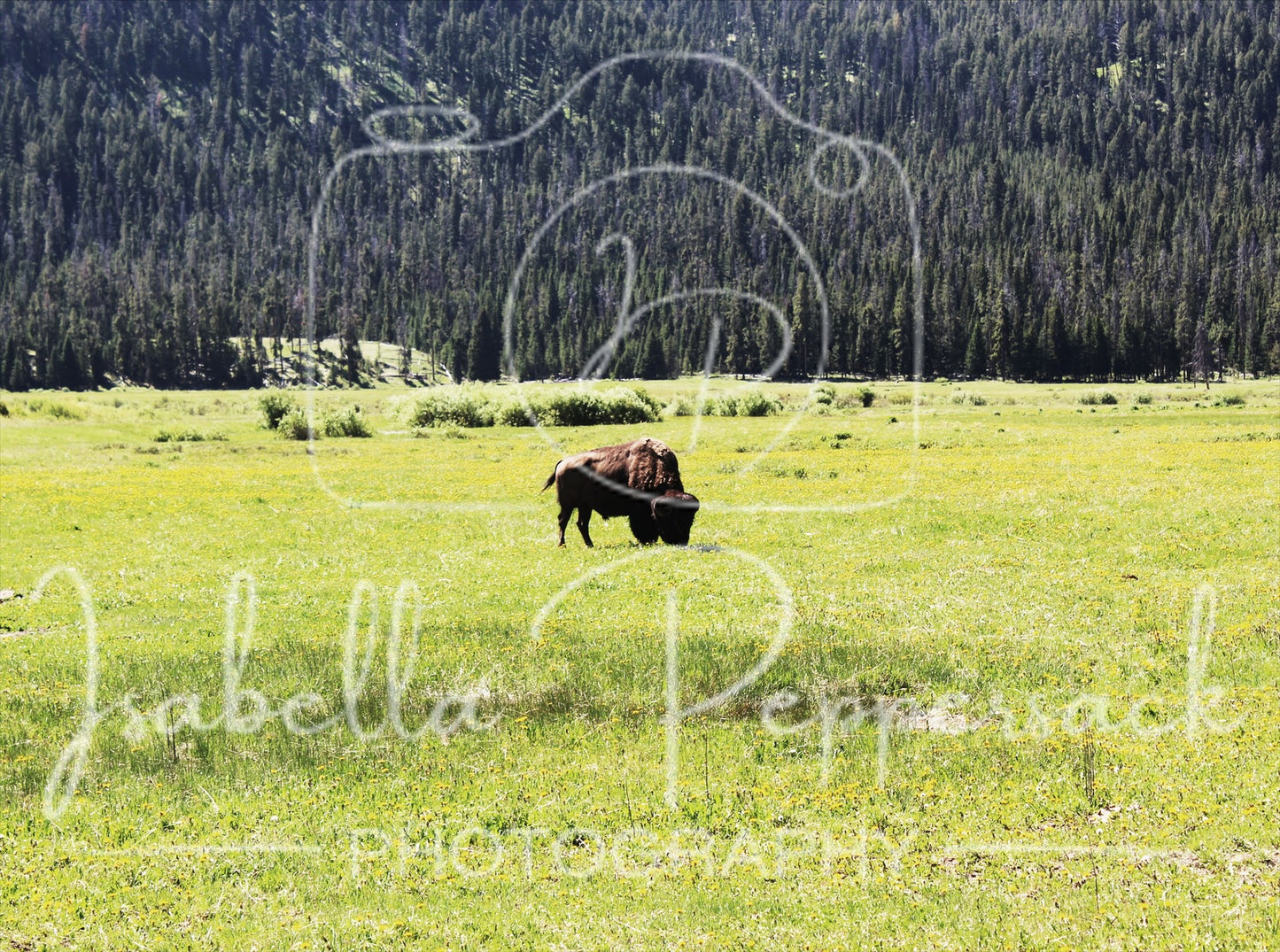 Buffalo