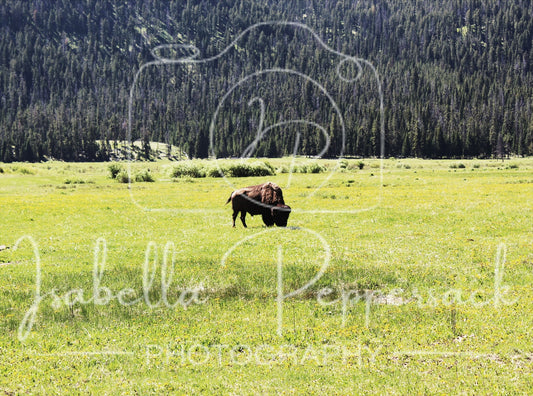Buffalo