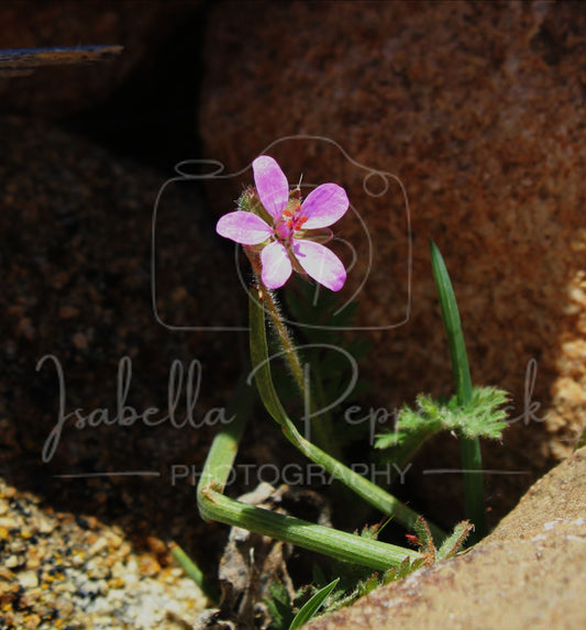 Common Stork’s-bill