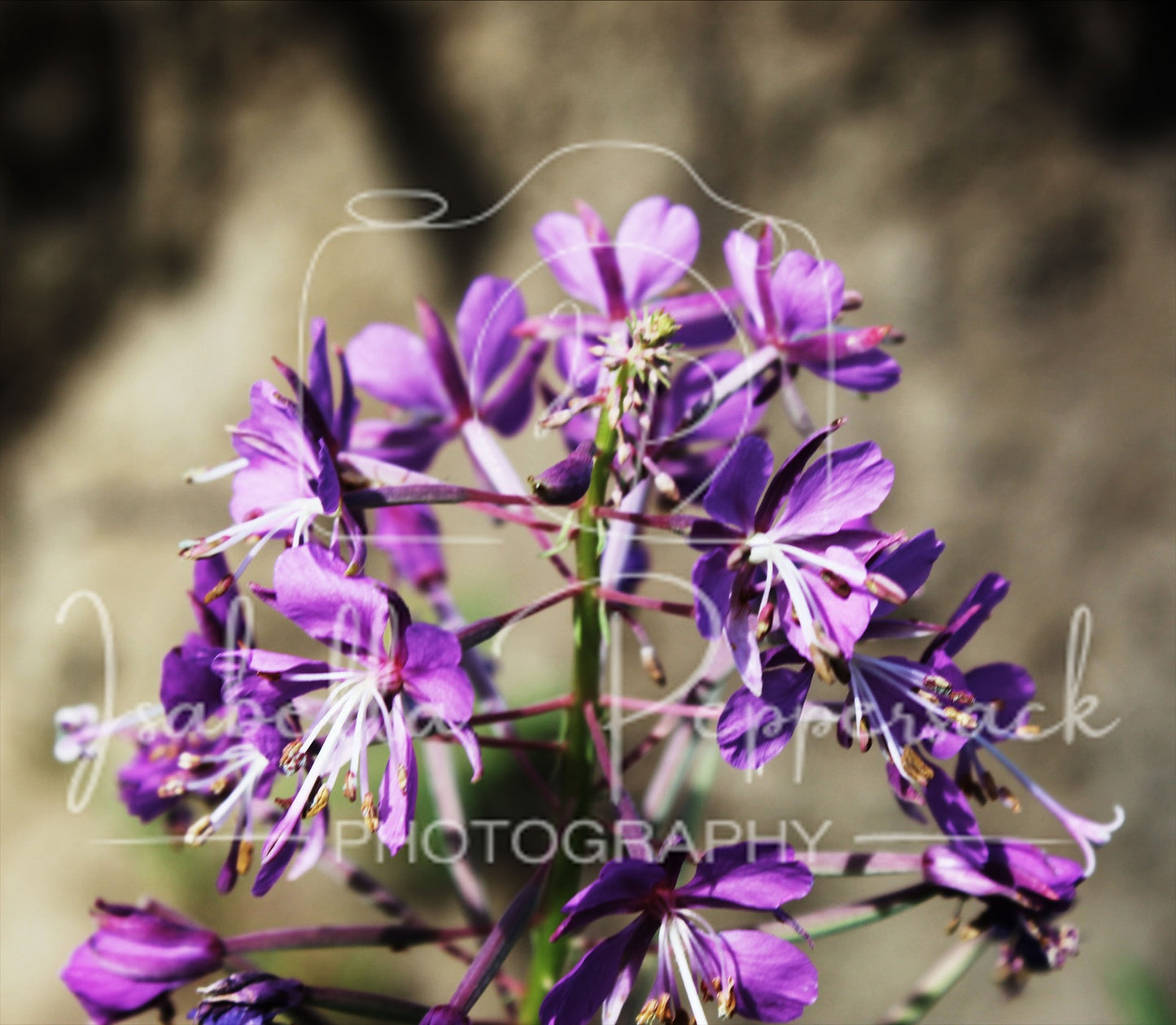 Rosebay Willowherb