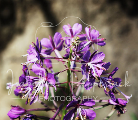 Rosebay Willowherb