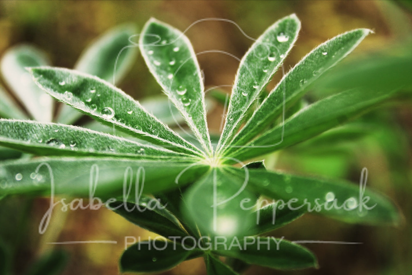 Delicate Raindrops