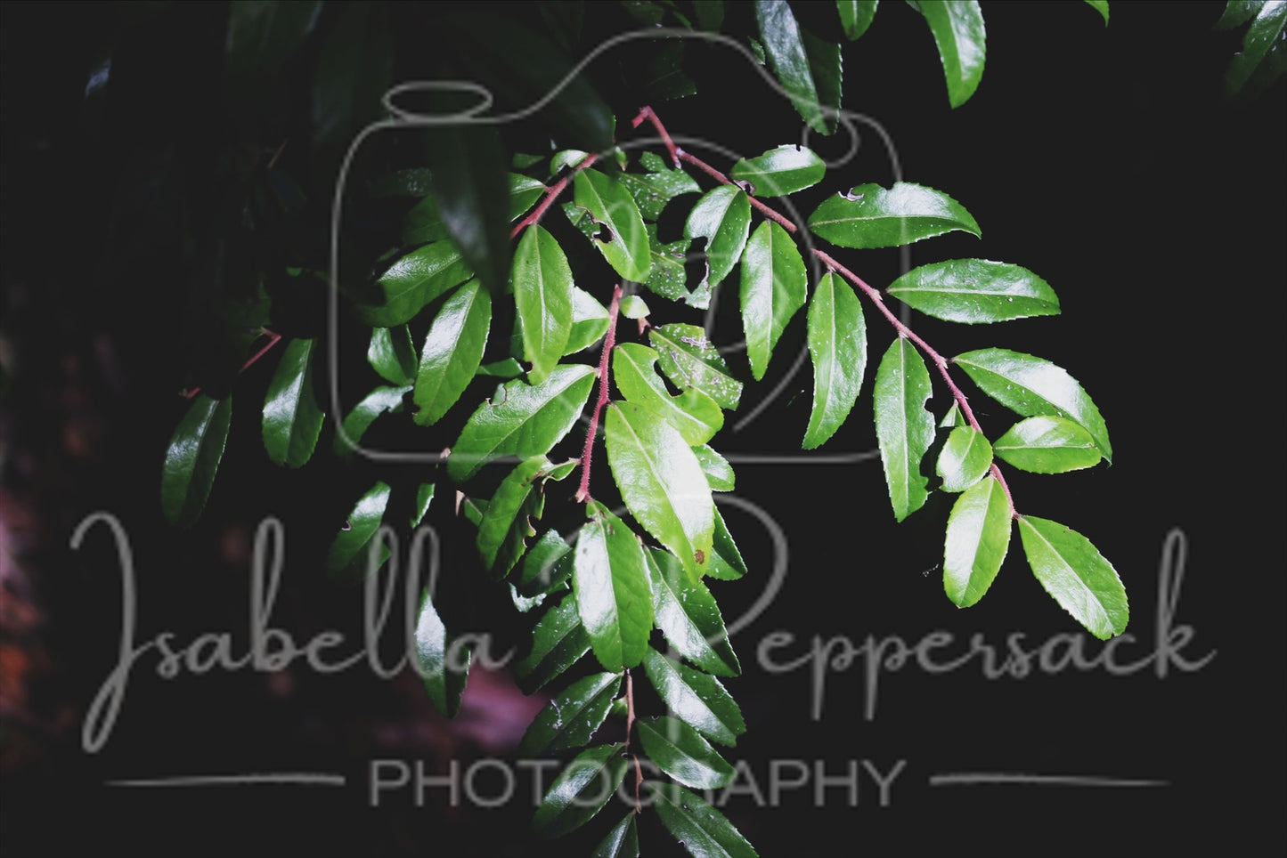 The Shine of Leaves