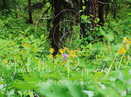 Wild Bloom