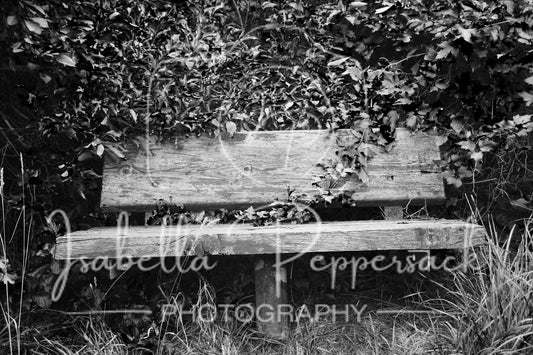 The Old Bench