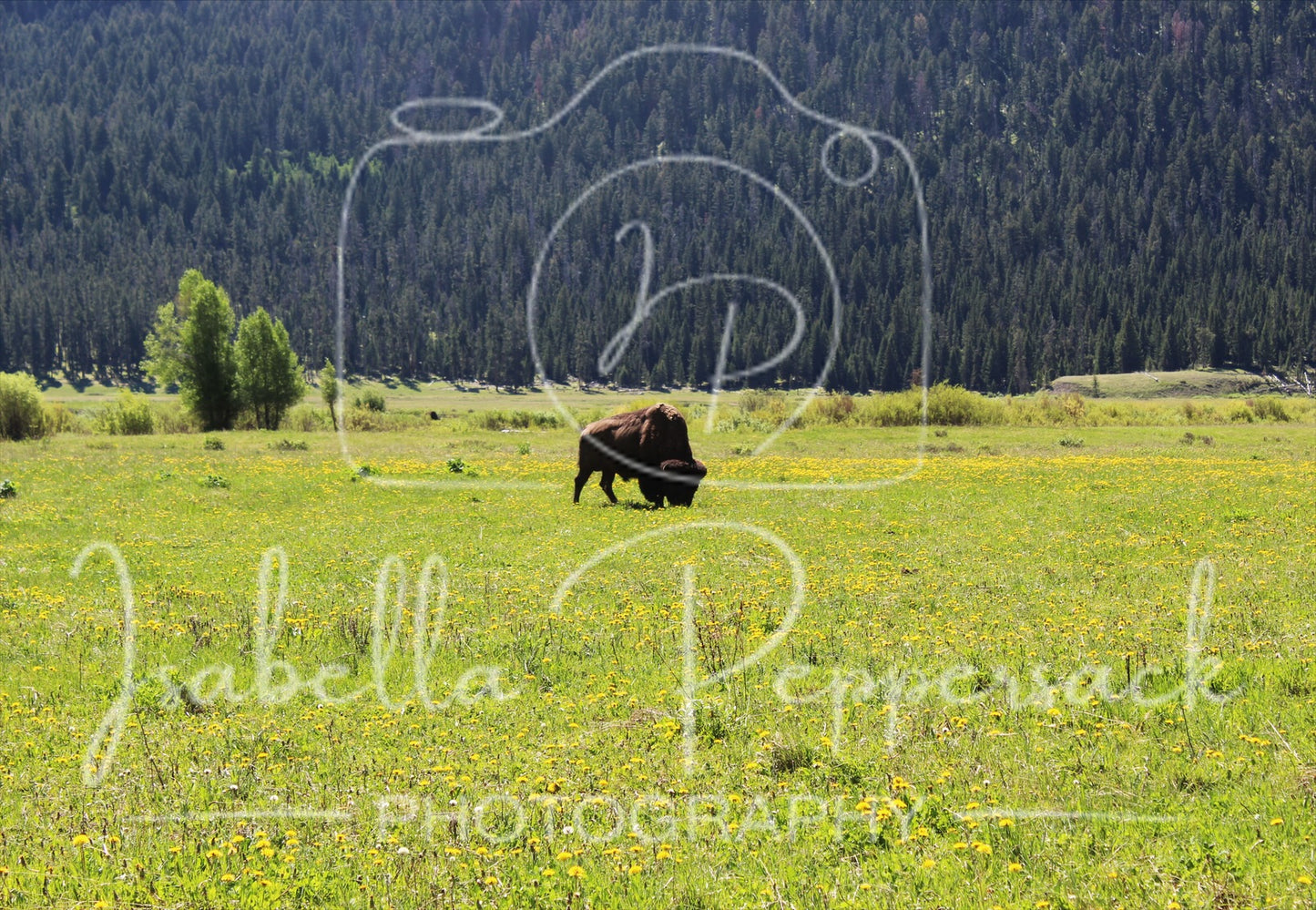 American bison