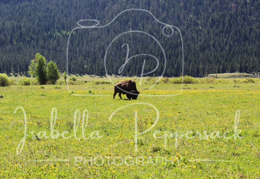 American bison