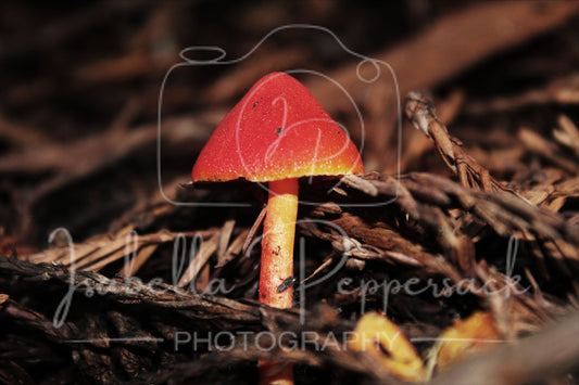 The Red Mushroom