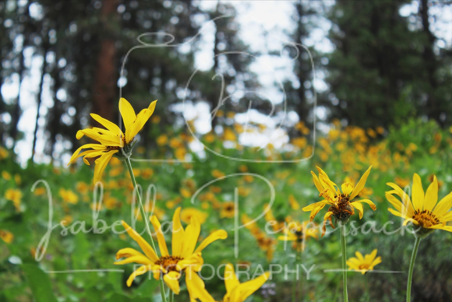 Arrowleaf Balsamroot