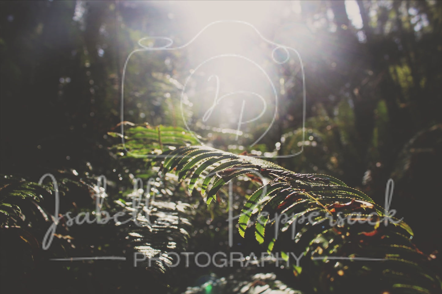 The Vegetation of Cali