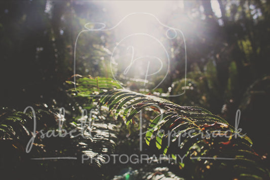 The Vegetation of Cali
